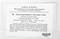 Gymnosporangium juniperi-virginianae image